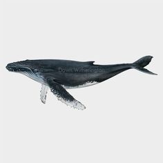 an illustration of a humpback whale in the water with it's mouth open