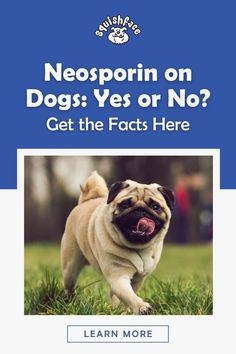 Why shouldn't you use Neosporin on dogs? We have the answer here in this blog post by Squishface as well as what to use instead for dog skin irritation and boo-boo's. To get these dog care tips and why to avoid Neosporin on dogs, be sure to read now! | dog remedies