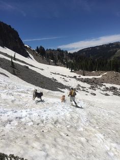 two dogs are walking in the snow on a mountain