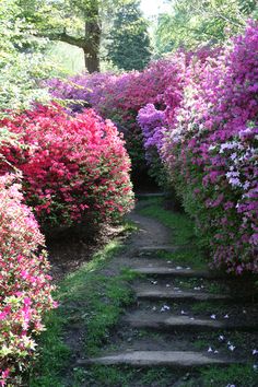 the steps lead up to many different colored flowers