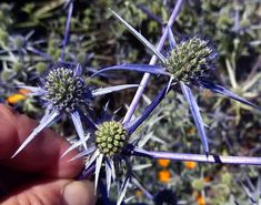 a hand is holding a small blue flower