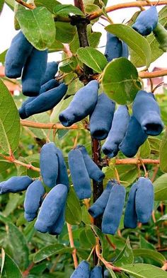 some blue berries hanging from a tree branch