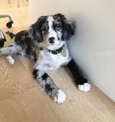 a black and white dog laying on the floor next to a wall