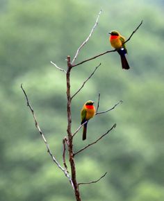 two colorful birds sitting on top of a tree branch