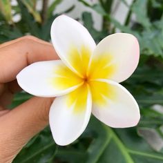 a hand holding a white and yellow flower