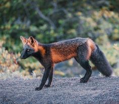 a red fox standing on top of a dirt hill next to trees and bushes in the background