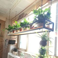 some plants are hanging from a shelf in a room