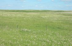 an open field with tall grass and white flowers