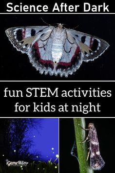 Science after dark at night for kids. Fun STEM activities for a summer night: stargazing to learn constellation, catch moth and firefly to learn animal behavior and nature light, watch the moon to learn moon phases. Outdoor night fun as family Night Activities For Kids, Nocturnal Animals Activities, Fun Science Activities, Outdoor Science, Science Videos For Kids, Elementary Science Experiments, Themed Nights, Fun Stem Activities, Outdoor Learning Activities