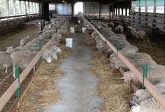 several sheep are eating hay in an enclosed area with wood and metal railings on either side of them