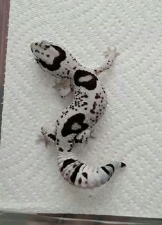 two black and white geckos laying on top of a piece of paper next to each other