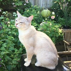 a white cat sitting on top of a black table in front of flowers and plants