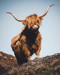 an animal with long horns standing on top of a hill