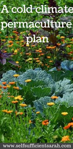 a field full of flowers and plants with the words a cold climate permaculture plan