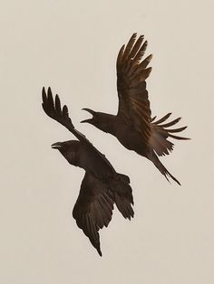 two black birds flying in the sky together