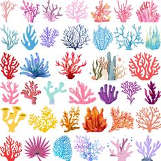 colorful seaweed and corals are shown on a white background, with different colors