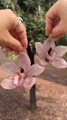 two hands holding flowers in front of a tree