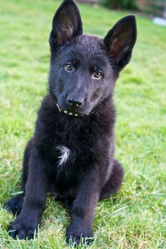 a small black dog sitting in the grass