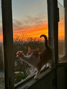 an orange and white cat standing on top of a window sill with its paw in the air