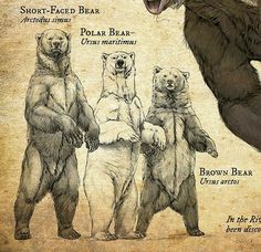 three bears are standing in different positions with their mouths open and one bear has its mouth wide open