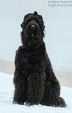 a black shaggy dog sitting in the snow