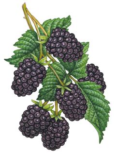 blackberries with green leaves are shown on a white background in this hand drawn drawing