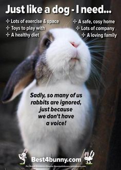 a rabbit is sitting in front of a sign