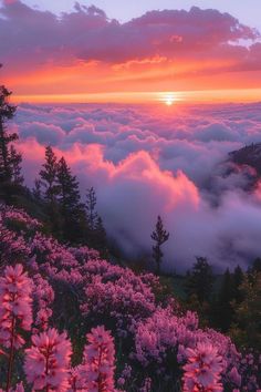 the sun is setting above the clouds in the mountains with pink flowers on the foreground