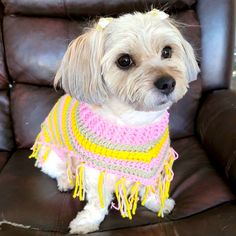 a small white dog wearing a pink, yellow and gray sweater sitting on a brown leather chair