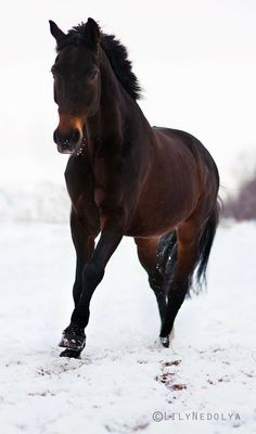 a brown horse running in the snow