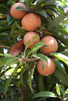 the fruit is growing on the tree and ready to be picked from it's branches