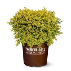 the southern living plant collection is shown in a brown pot