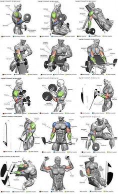 the muscles and their functions are shown in this diagram, which shows how they work