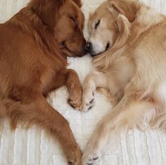 two brown dogs laying next to each other on a bed