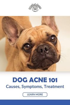 Does your pup suffer from dog acne? It's a dog skin problem that can be common in bulldogs and other breeds with dog wrinkles and in this Squishface blog post there's help! Discover causes of dog acne, signs to be aware of and dog acne natural remedies to provide relief. We also have amazing dog grooming supplies to help in the effort to avoid and treat dog acne. Get these dog skin care must know tips and other dog care goodies when you read now! | dog remedies Acne Natural Remedies