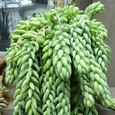 a bunch of green bananas hanging from a tree