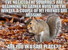 a squirrel standing on top of leaves with a caption that reads, i've noticed the squirrels are beginning to gather nuts for the winter a couple of my friends are missing