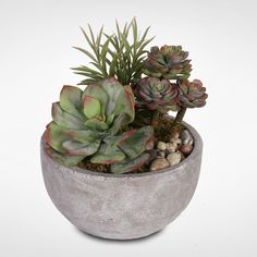 a potted plant with succulents in it