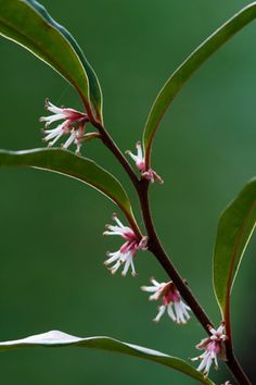 a close up of a flower on a tree branch