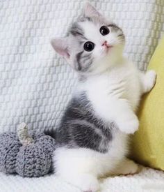 a small kitten sitting on top of a bed next to a stuffed animal toy with eyes wide open