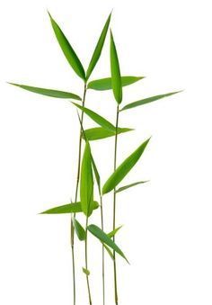 Green Bamboo, Bamboo Leaves, Watercolor Plants, Plant Drawing, Painted Leaves, Watercolor Leaves, Plant Illustration