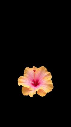 a pink and yellow flower on a black background