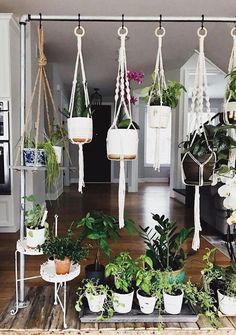 several hanging plants and potted plants in pots