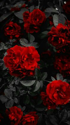 black and red flowers with leaves on them