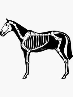 a horse skeleton is shown in black and white