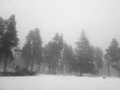 trees in the snow on a foggy day