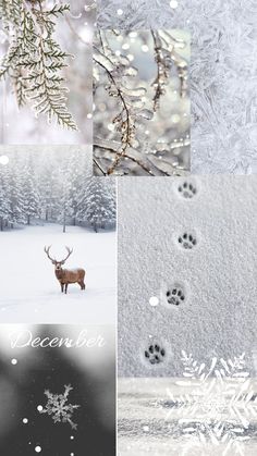 a collage of snowflakes, deer tracks and trees with the words december written on them