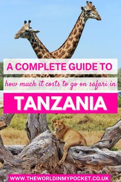 the complete guide to how much it cost to go on safari in kenya with pictures of giraffes and lions