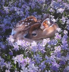 two baby deers laying in the middle of purple and white flowers with their noses touching each other