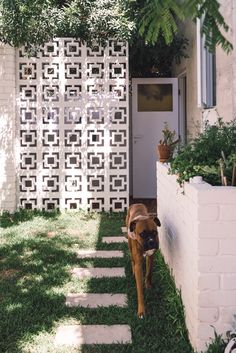 a brown dog standing on top of a lush green field next to a white building